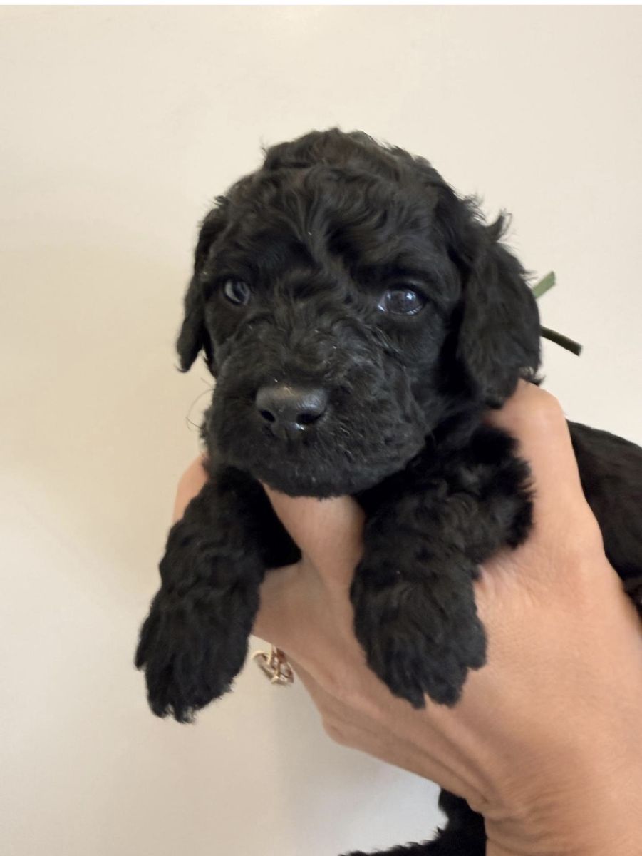 Black F1BB Mini Goldendoodle Puppy