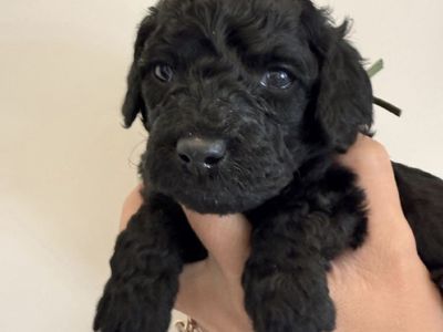 Black F1BB Mini Goldendoodle Puppy