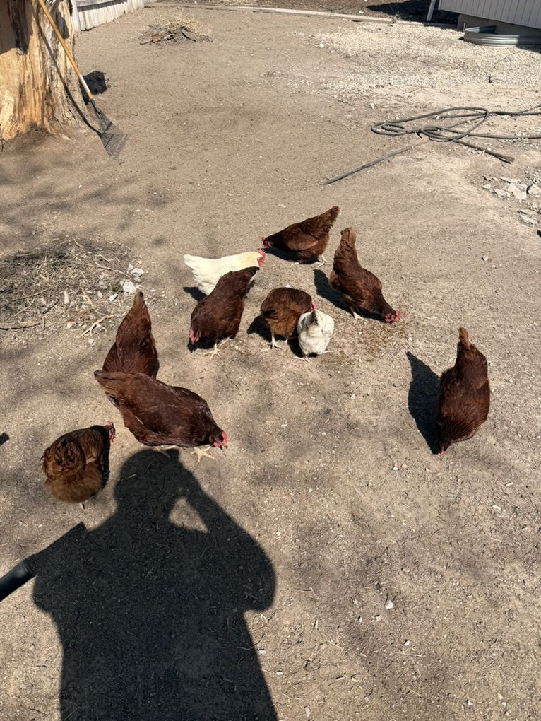 Chickens