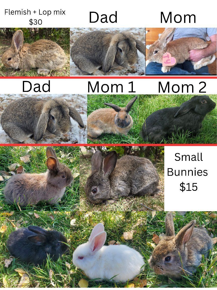 bunnies, lop ear, flemish giant