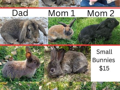 bunnies, lop ear, flemish giant