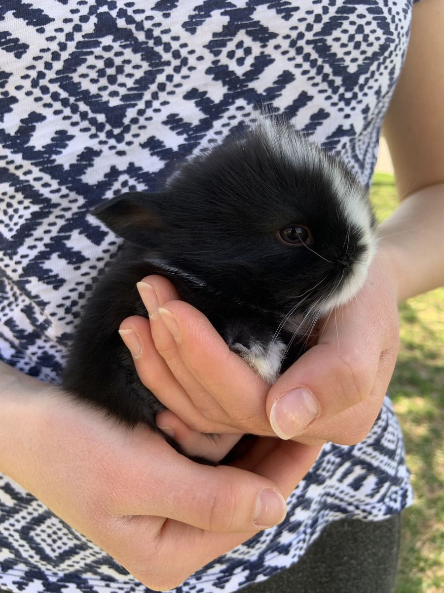 Adorable Easter Bunnies