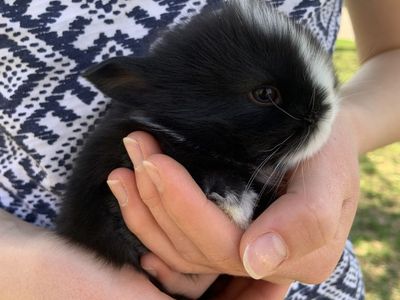 Adorable Easter Bunnies