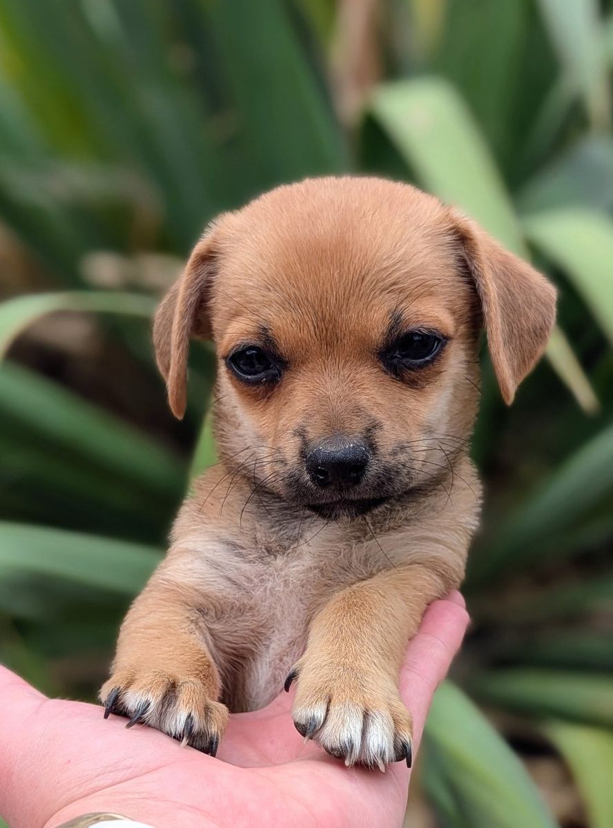 Small Shi-Chi Puppies **Shih Tzu X Chihuahua**