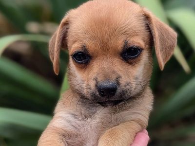 Small Shi-Chi Puppies **Shih Tzu X Chihuahua**