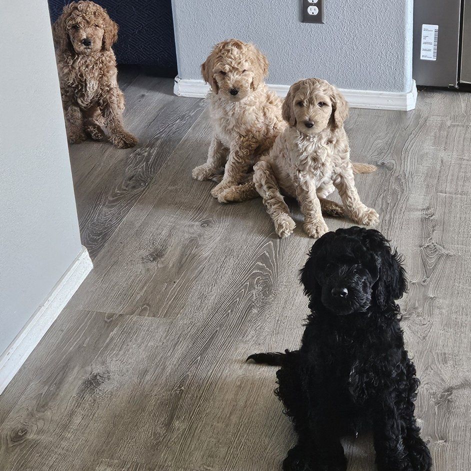 Golden Doodle Standard