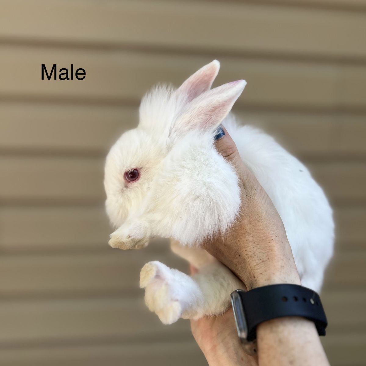 Lionhead Mix Bunnies