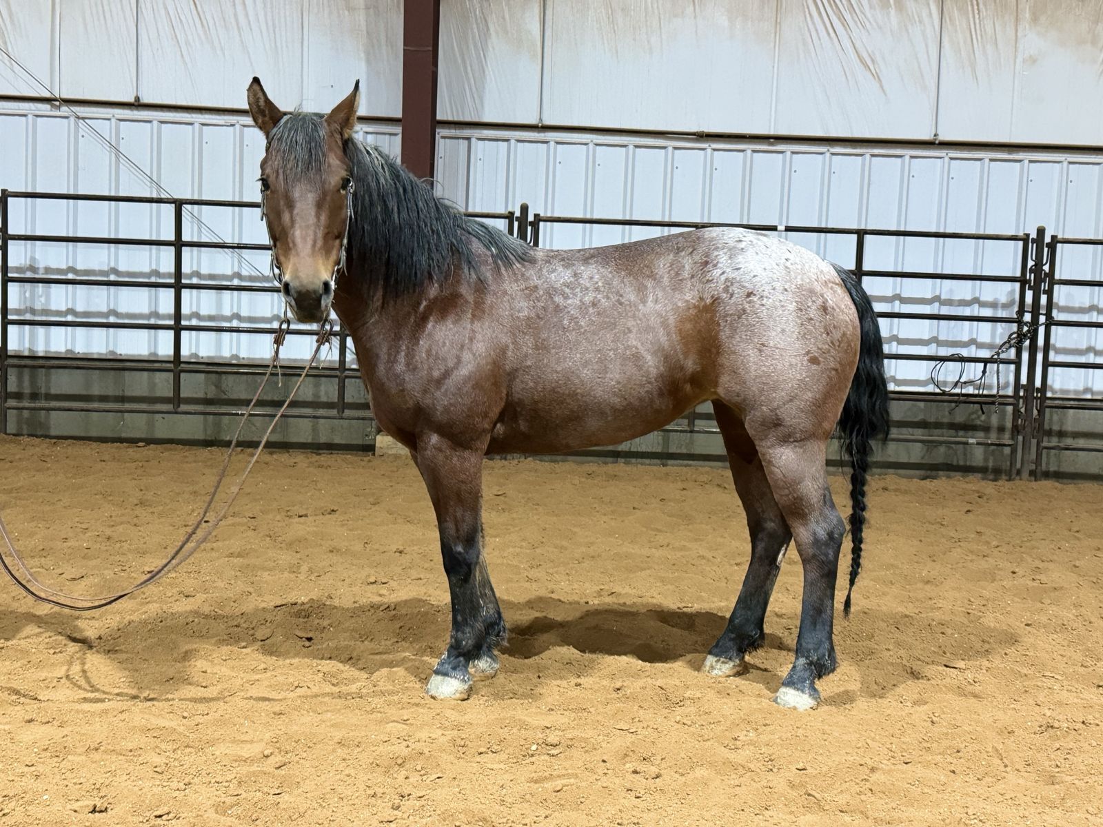 ISO Registered yearlings and two year olds