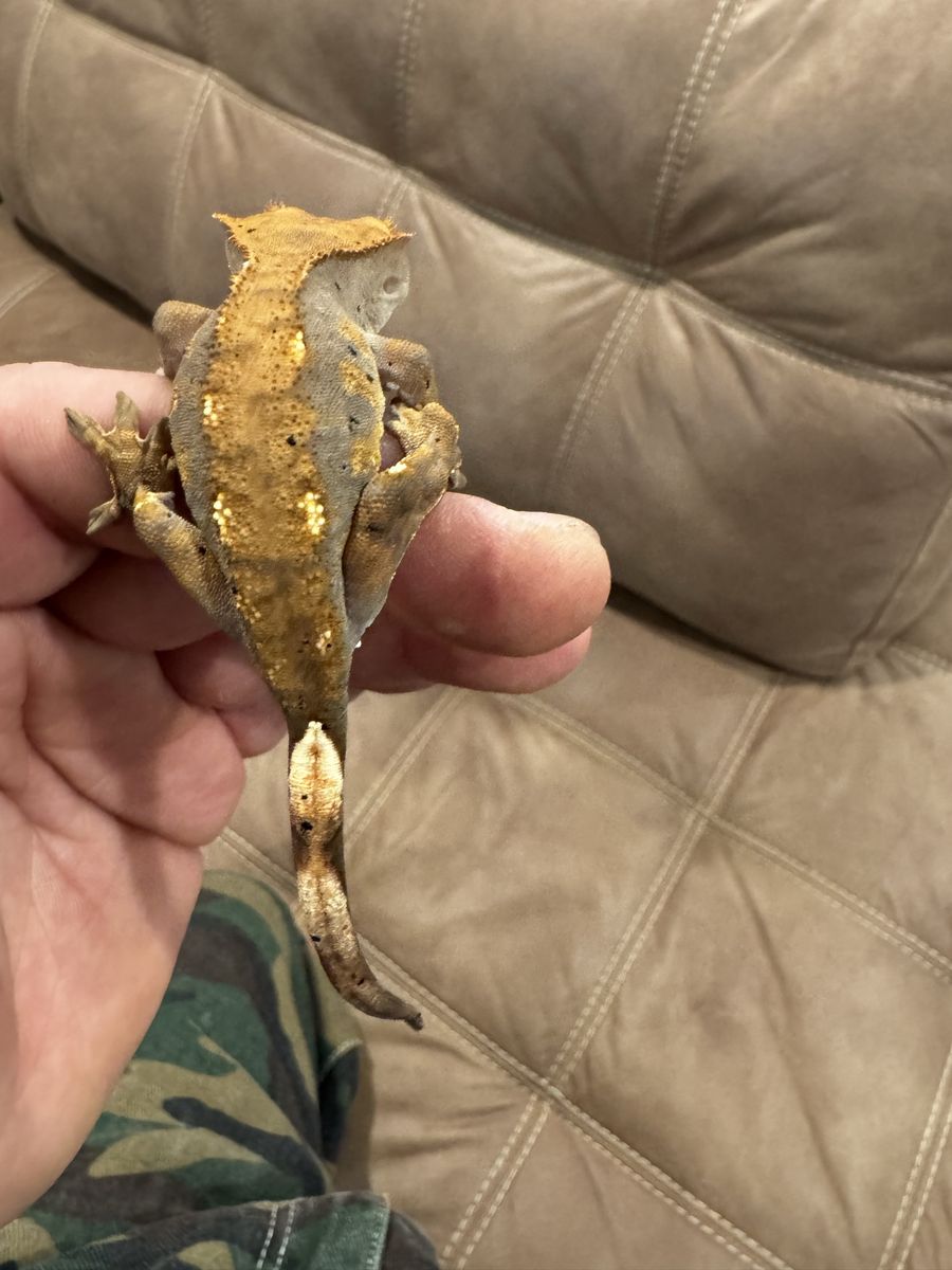 Crested Gecko with Full Bioactive Enclosure - Established & Thriving