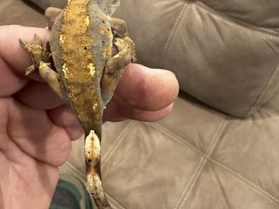Crested Gecko with Full Bioactive Enclosure - Established & Thriving