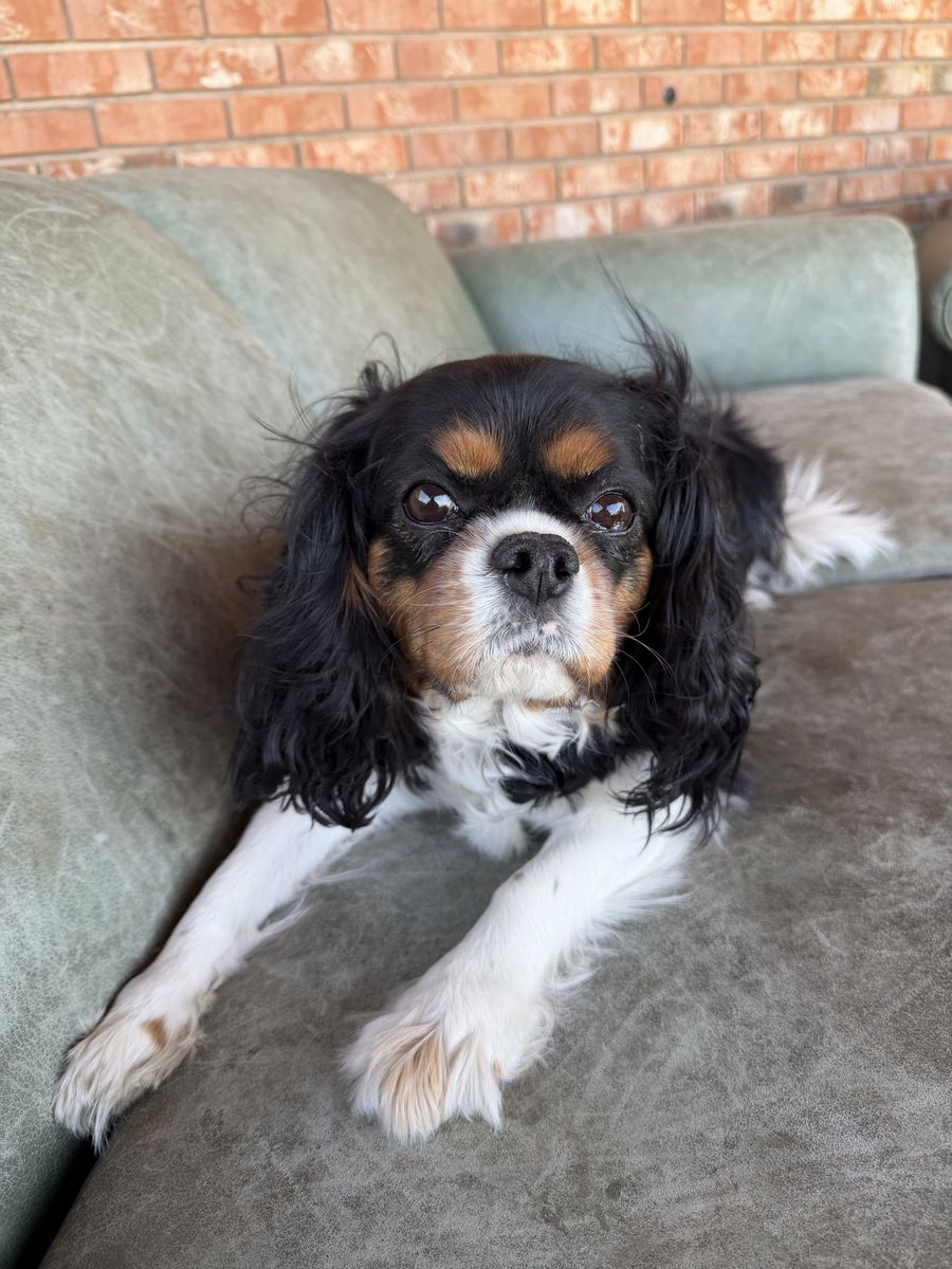 Cavalier, King Charles