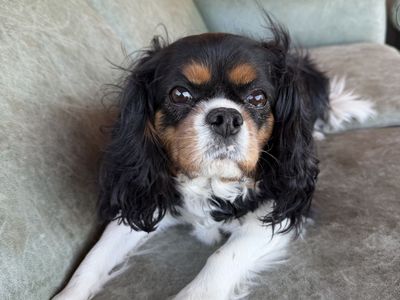 Cavalier, King Charles