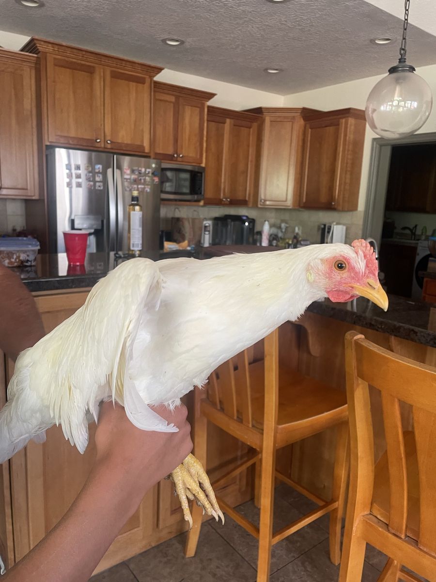 White Leghorns Chickens