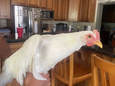 White Leghorns Chickens