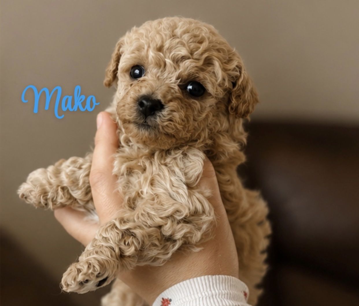 Stunning Teddybear Puppy