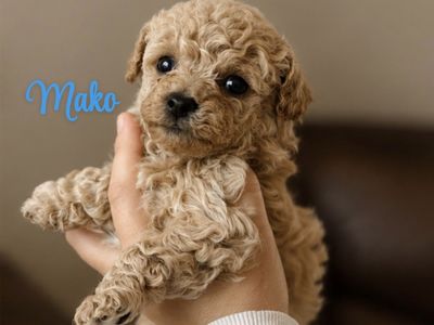 Stunning Teddybear Puppy