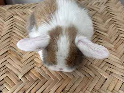 Holland lop doe