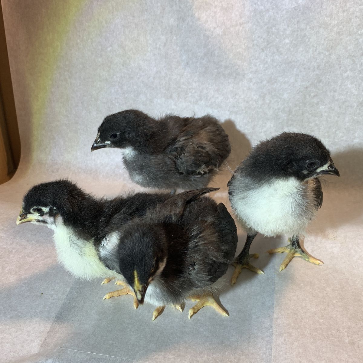 Marans and Moss Egger Chicks