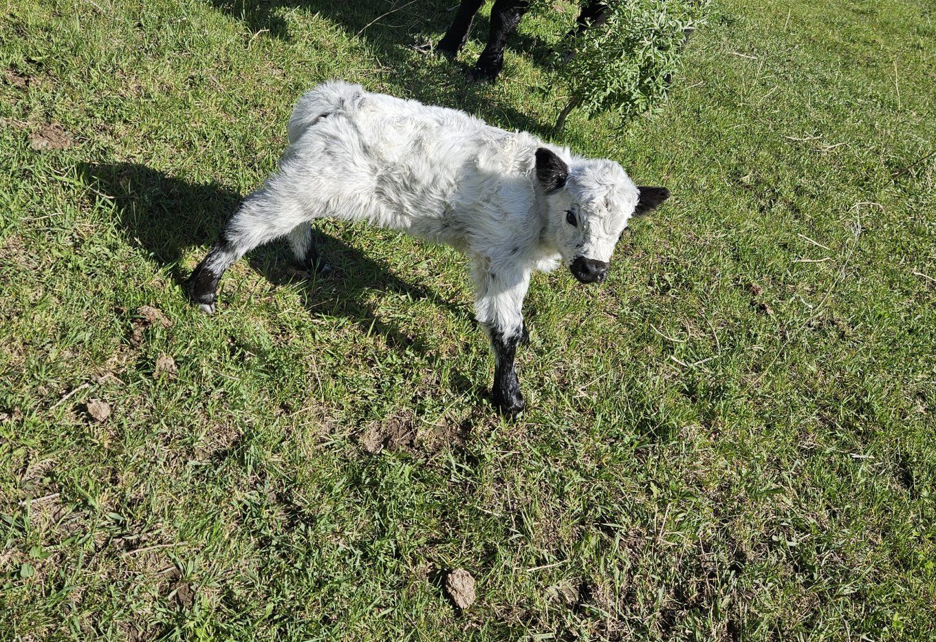 3 Year Old Highland Cross Cow and White Park Highland Bull Calf
