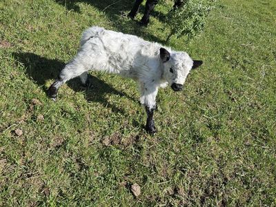 3 Year Old Highland Cross Cow and White Park Highland Bull Calf