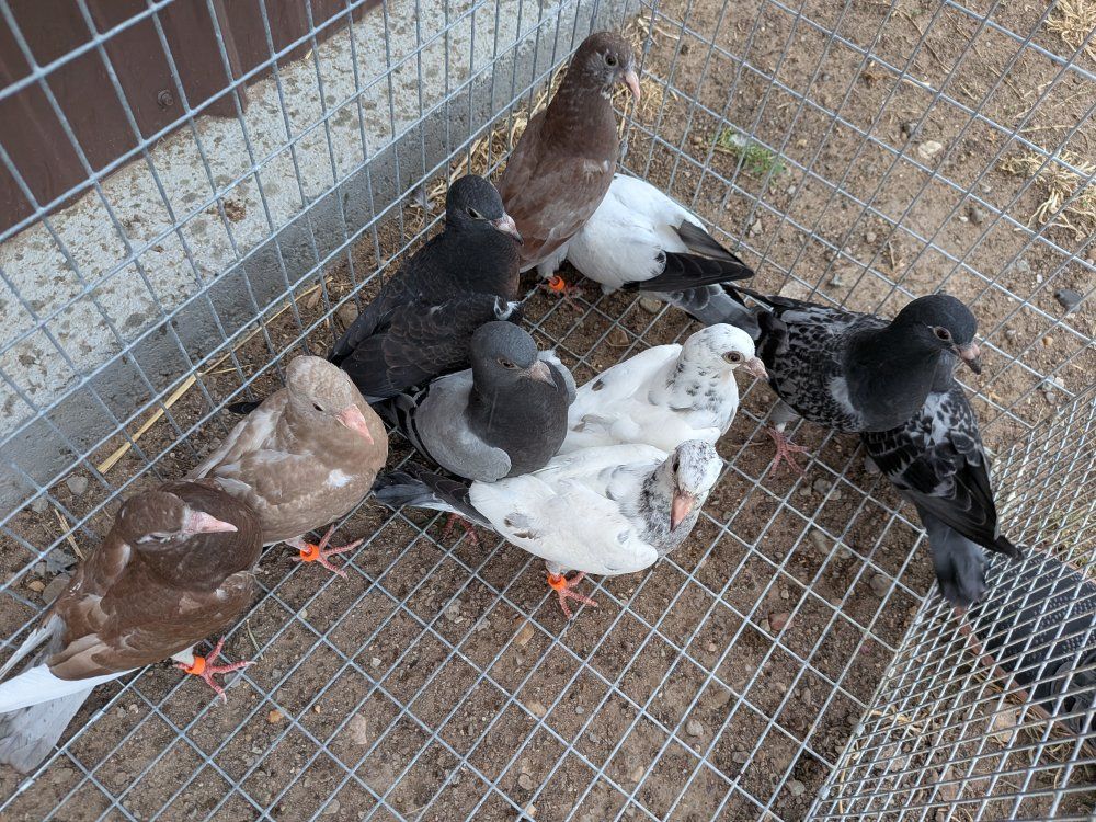pigeons