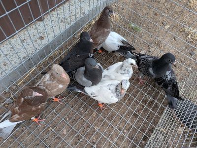 pigeons