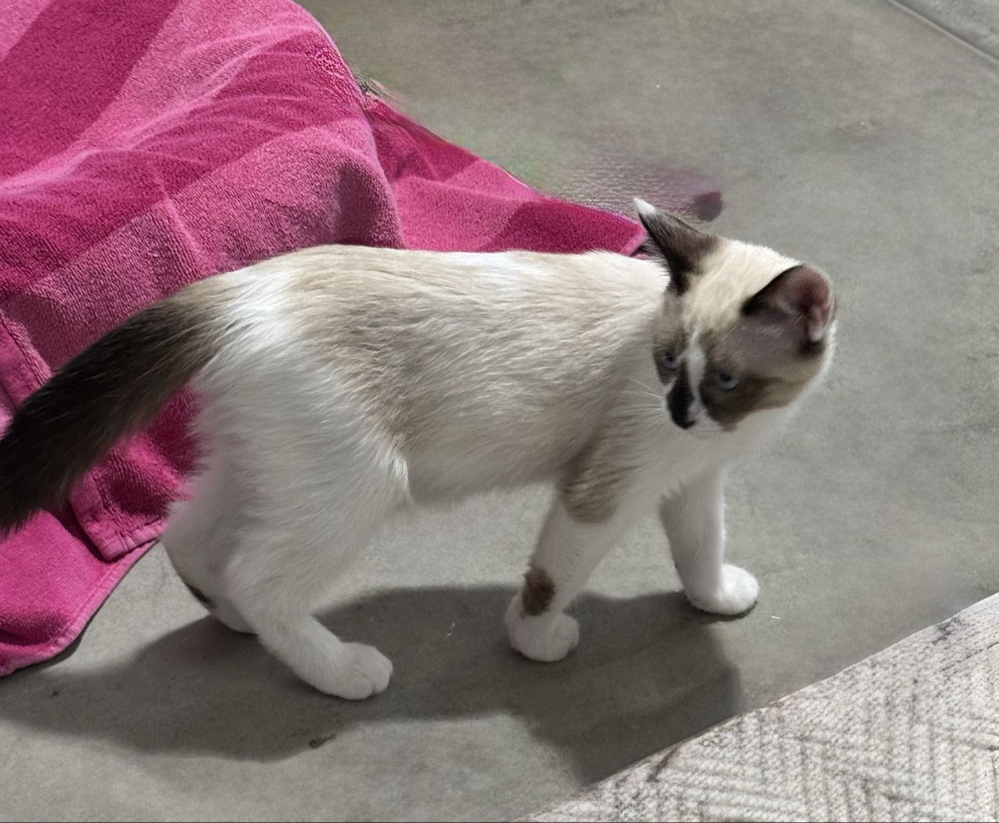 Ragdoll Siamese Mix Kitten - 11 Weeks, Female, Vaccinated, Sweet & Easy-going