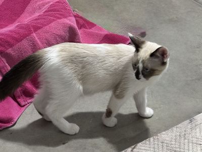 Ragdoll Siamese Mix Kitten - 11 Weeks, Female, Vaccinated, Sweet & Easy-going