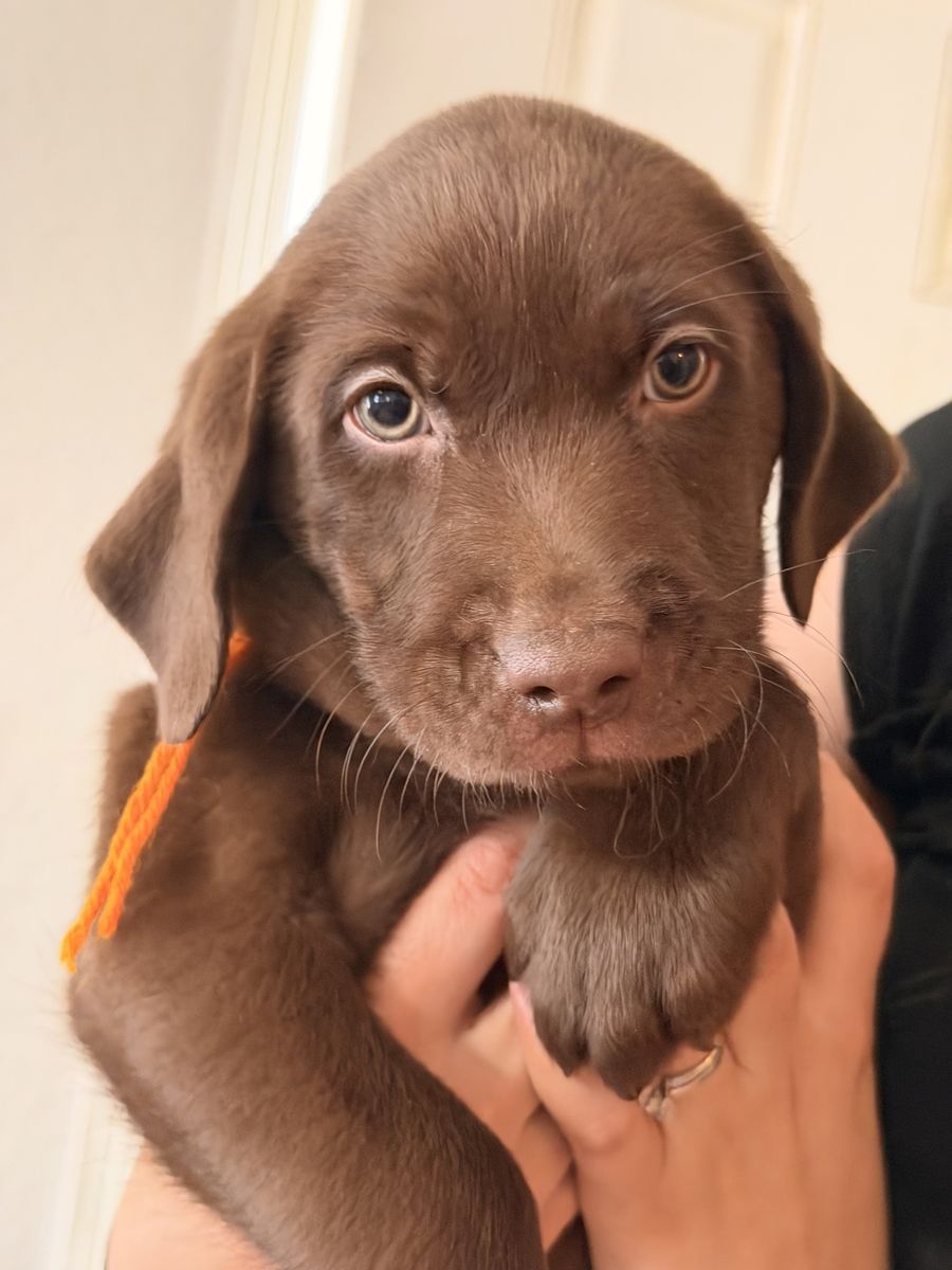 AKC Chocolate Labrador