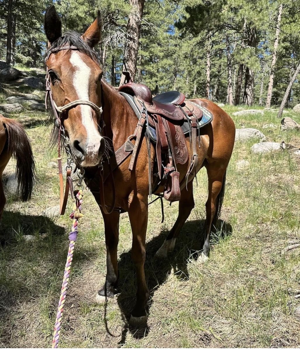 Maverick: 15.3 Hand Warmblood x Thoroughbred Cross - Experienced Rider Trail Horse