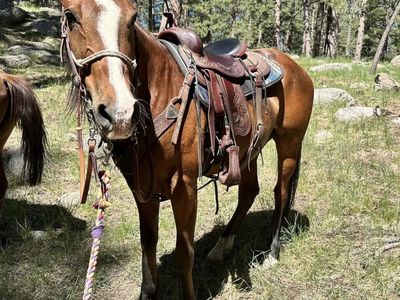 Maverick: 15.3 Hand Warmblood x Thoroughbred Cross - Experienced Rider Trail Horse