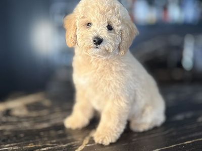 AKC MINI POODLE BOY INCLUDES EVERYTHING