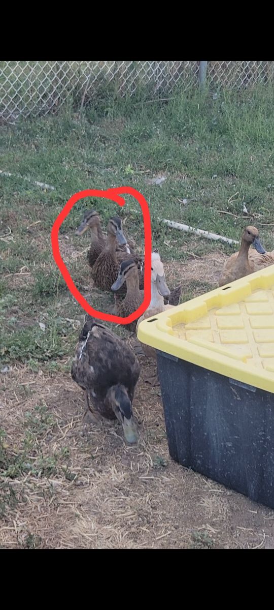 Three Domestic Mallard Ducks