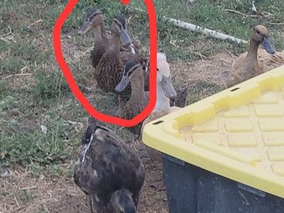 Three Domestic Mallard Ducks