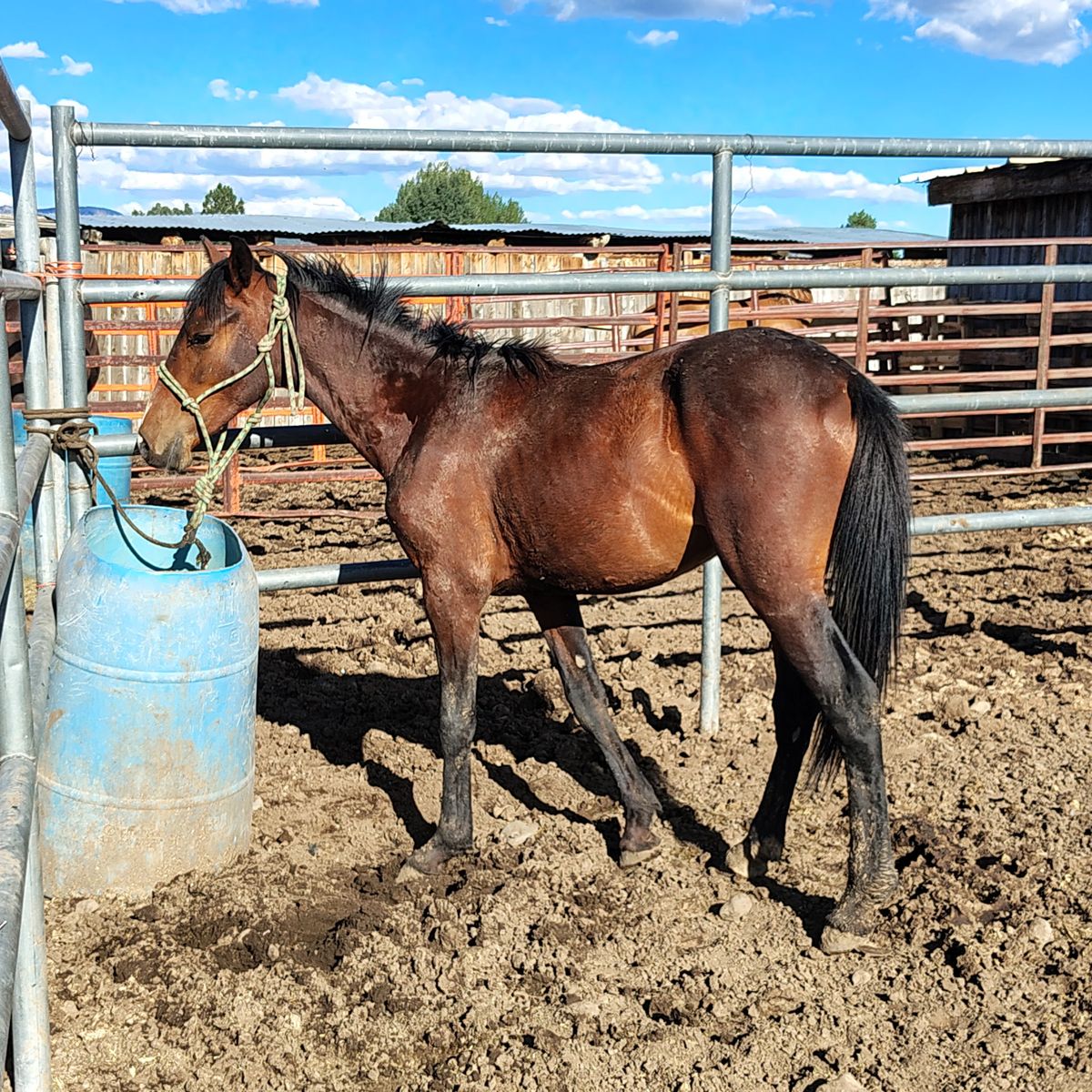 Pony gelding