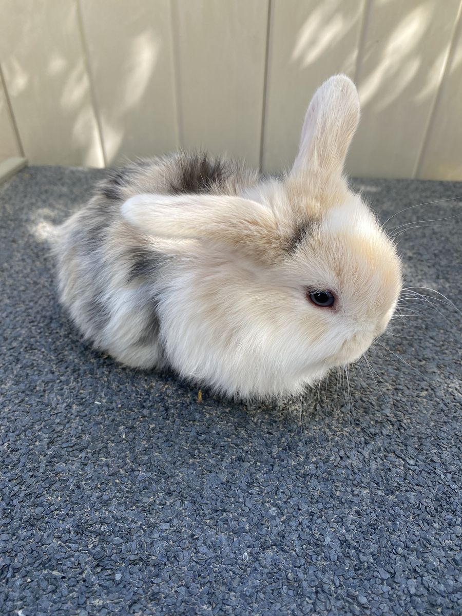 Pedigreed Holland lop Bunnies