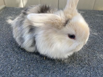 Pedigreed Holland lop Bunnies