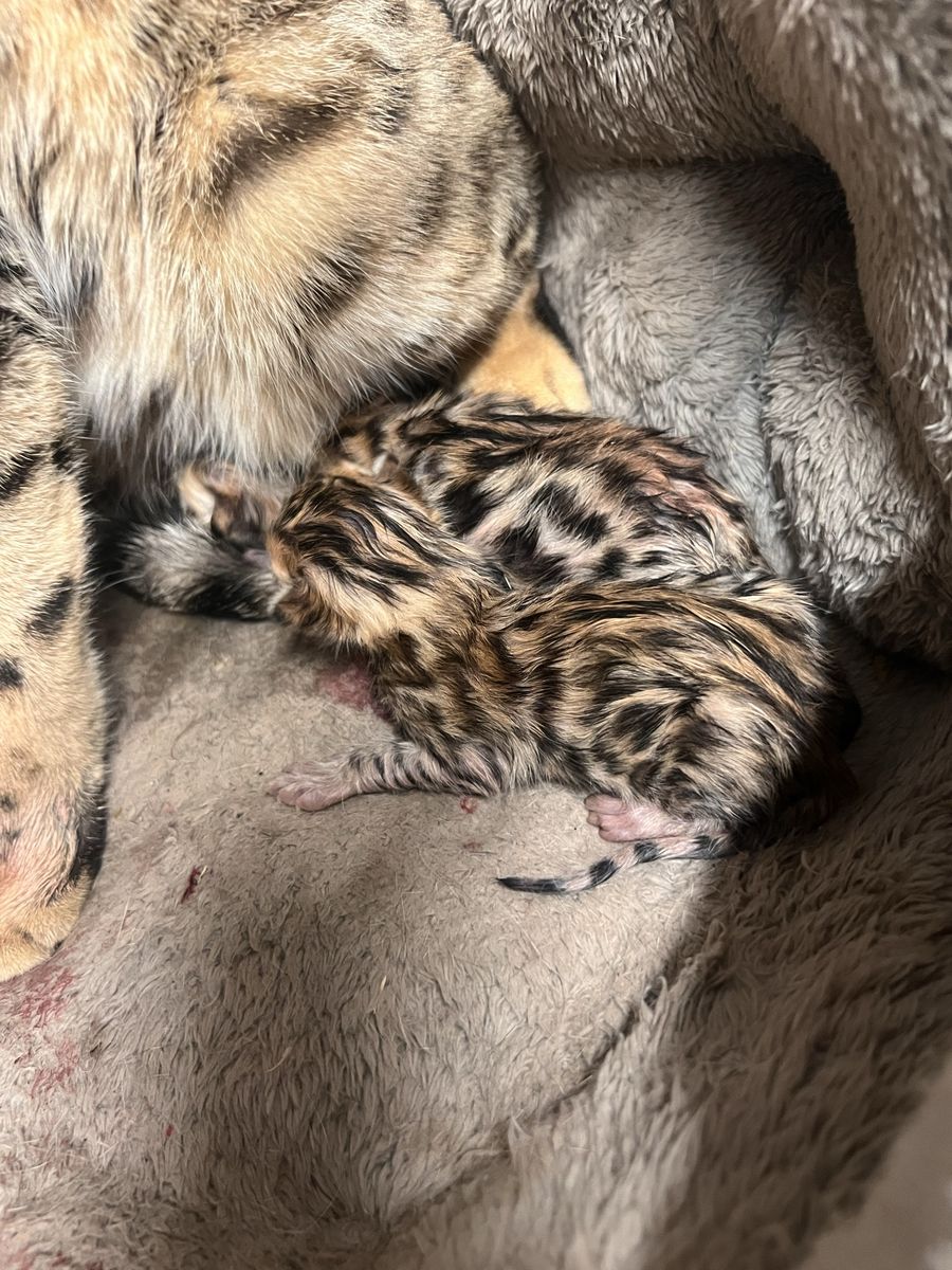 Purebred Exotic Unqiue Bengal Kittens Forsale!