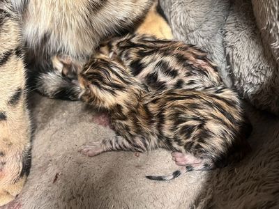Purebred Exotic Unqiue Bengal Kittens Forsale!