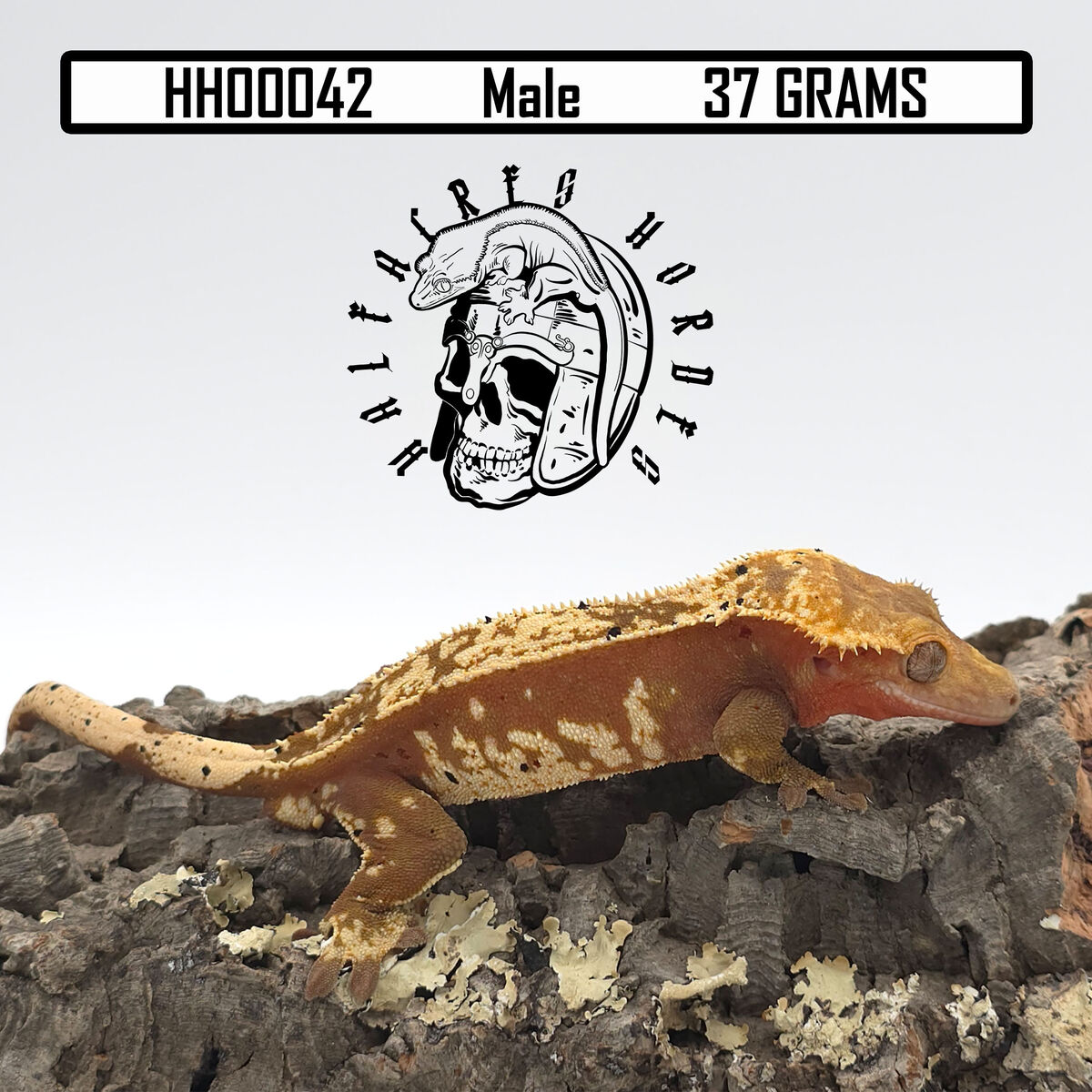 New Year sale 50% off listed price!!! Red Base Het Empty Back