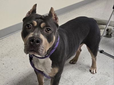 A160477 Bitsie is Available for Adoption!