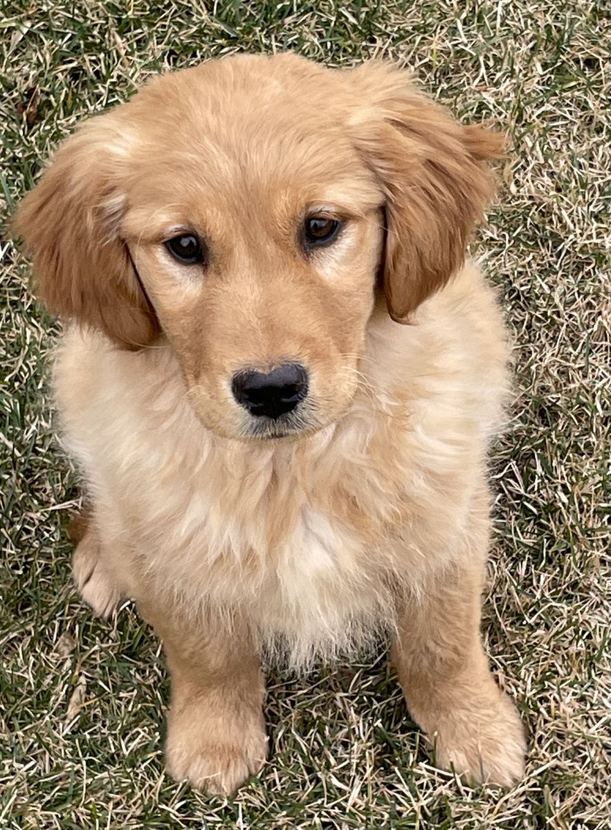 Golden Retriever Puppy