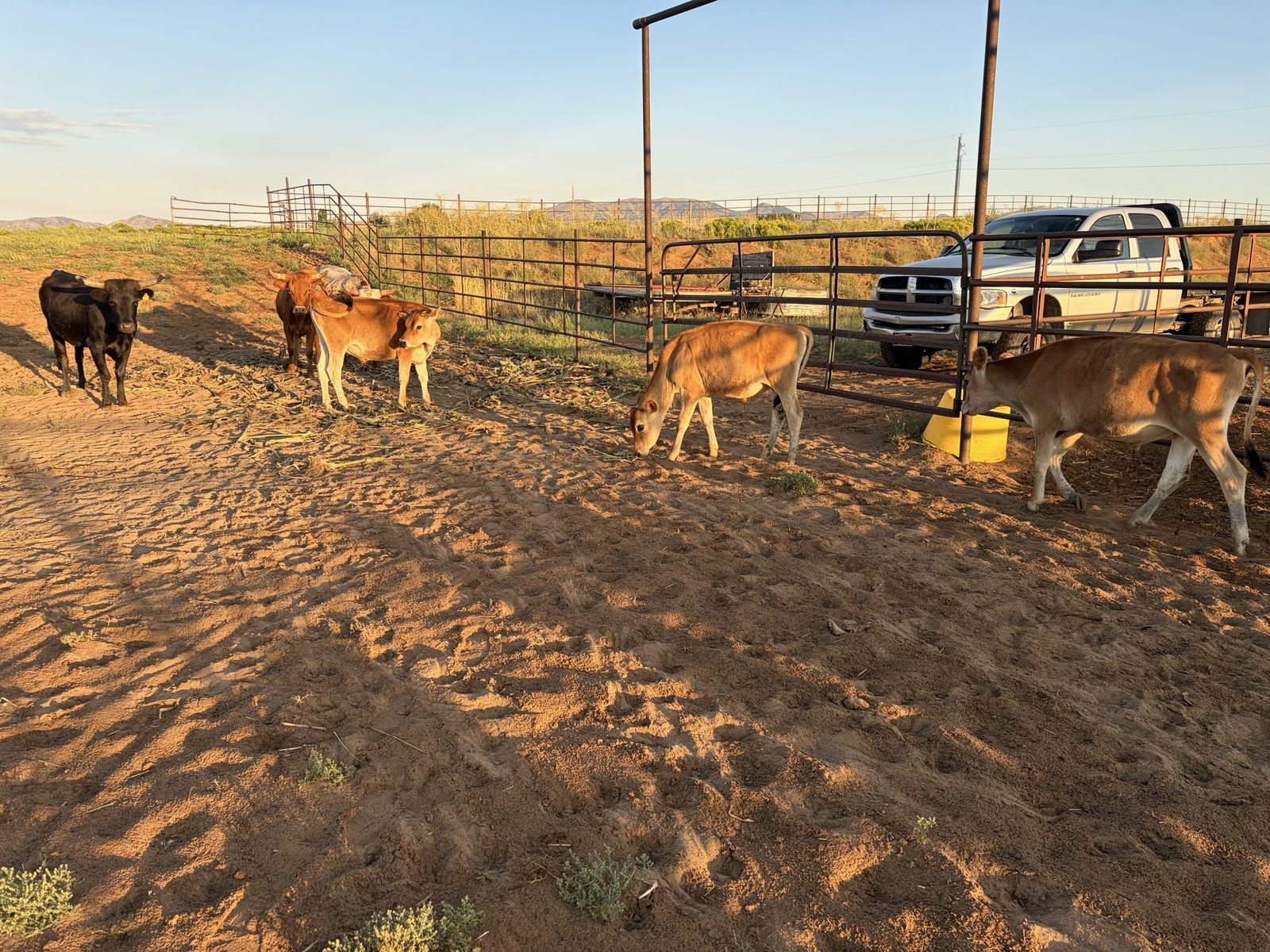 Jersey Calves