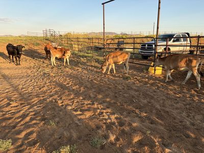 Jersey Calves