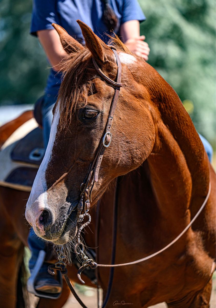 Registered Half Arabian Gelding