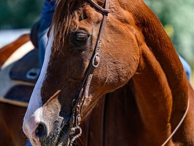Registered Half Arabian Gelding