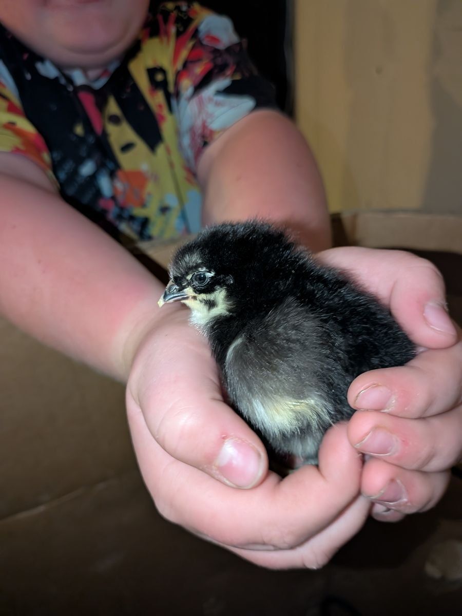 Black and Blue Copper Maran Chickens