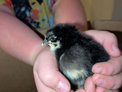 Black and Blue Copper Maran Chickens
