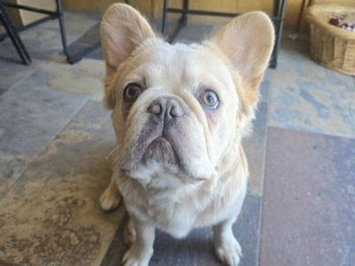 AKC Fluffy Frenchie STUD
