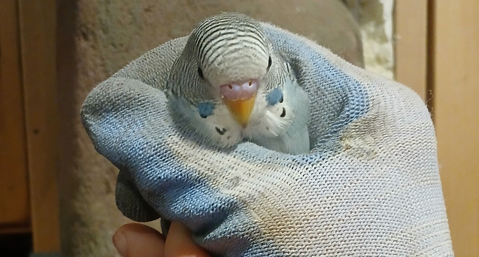 Baby parakeet